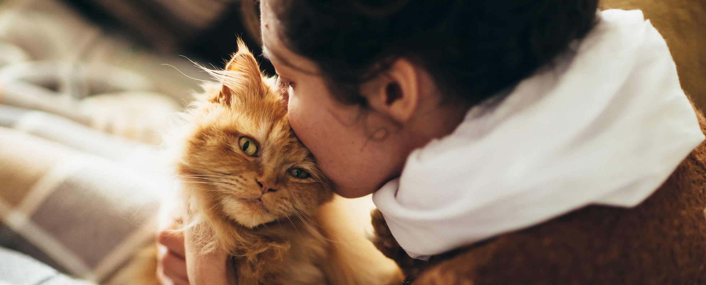 Cat kissed
