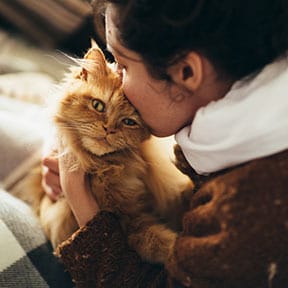Cat kissed