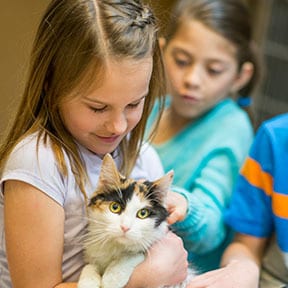 Girl holding a calico cat while two other children pat it