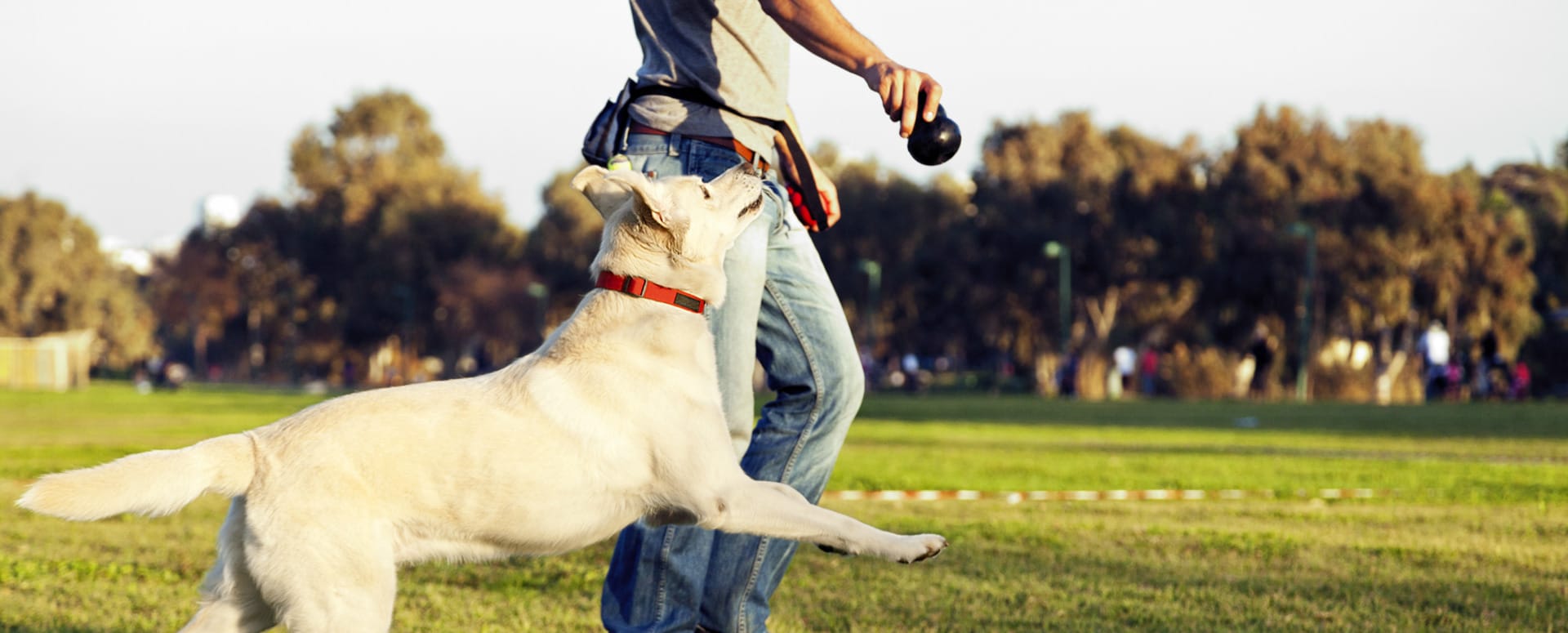 Off-white dog in a park jumping for a toy in owner's hand