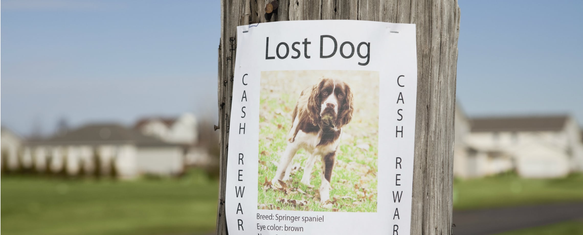 Close up of "Lost Dog" flyer on a utility pole