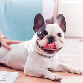 dog