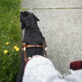 Close up of arm holding the harness of seeing-eye guide dog