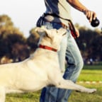 Dog chasing ball that's being thrown