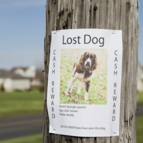 Lost Dog flyer on a utility pole